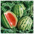 thumbnail image 2 of Everwilde Farms - 1 oz Dixie Queen Watermelon Seeds - Gold Vault Bulk Seed Packet, 2 of 3