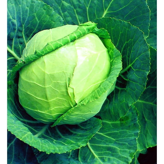 Early Flat Dutch Cabbage Plant - 2.5" Pot