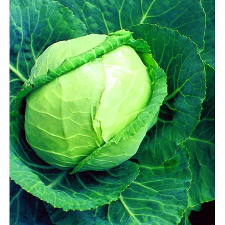 Early Flat Dutch Cabbage Plant - 4" Pot