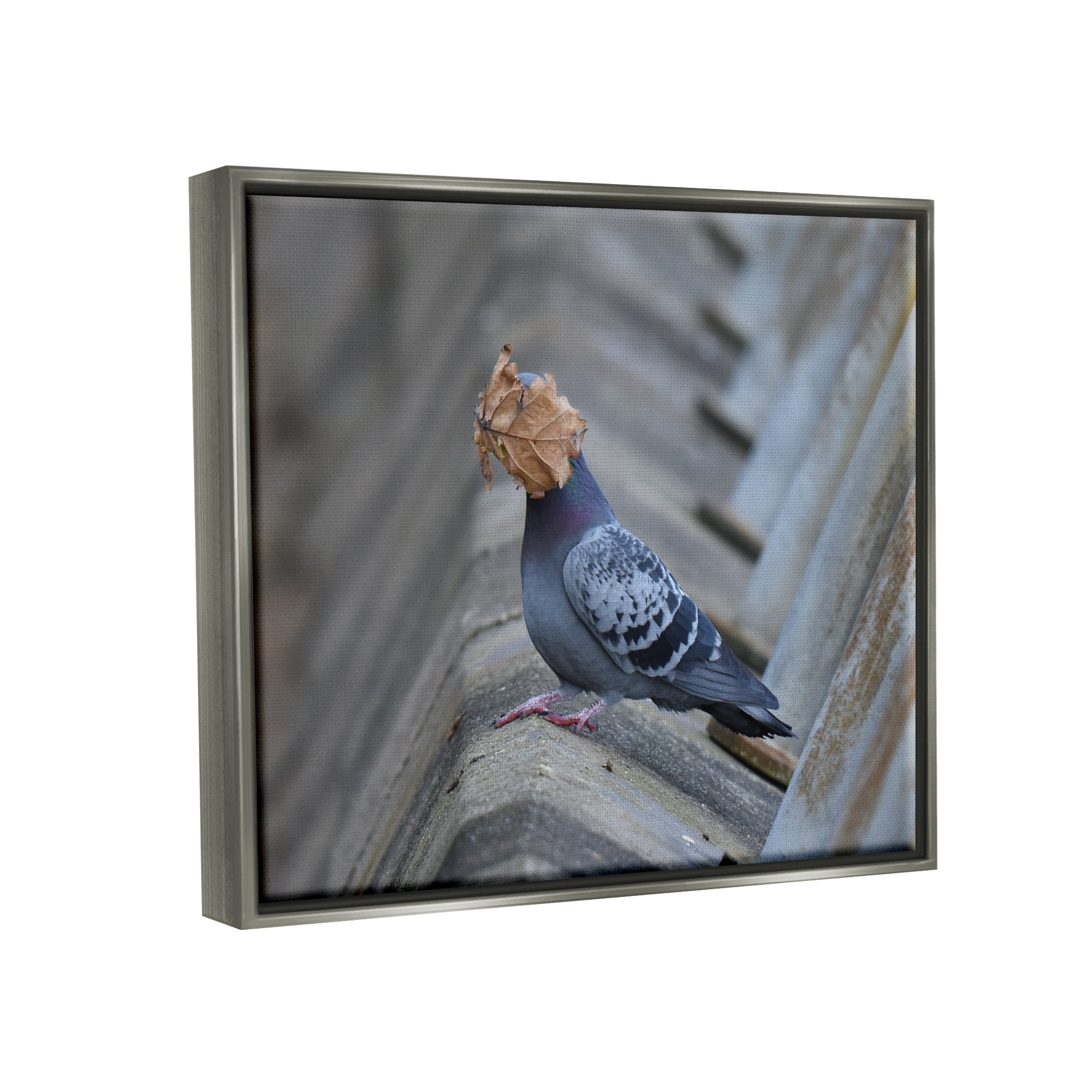 Stupell Industries Funny Leaf in Pigeon's Face Animals & Insects Photography Gray Floater Framed Canvas Art Print Wall Art, 31 x 25