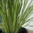 thumbnail image 5 of Expert Gardener Pampas Grass (2.5 Gallon) Tall Ornamental Perennial with White Plumes - Full Sun Live Outdoor Plant, 5 of 6