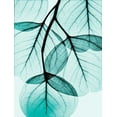 thumbnail image 2 of Koetsier, Albert 12x14 Gold Ornate Wood Framed with Double Matting Museum Art Print Titled - Teal Eucalyptus, 2 of 4