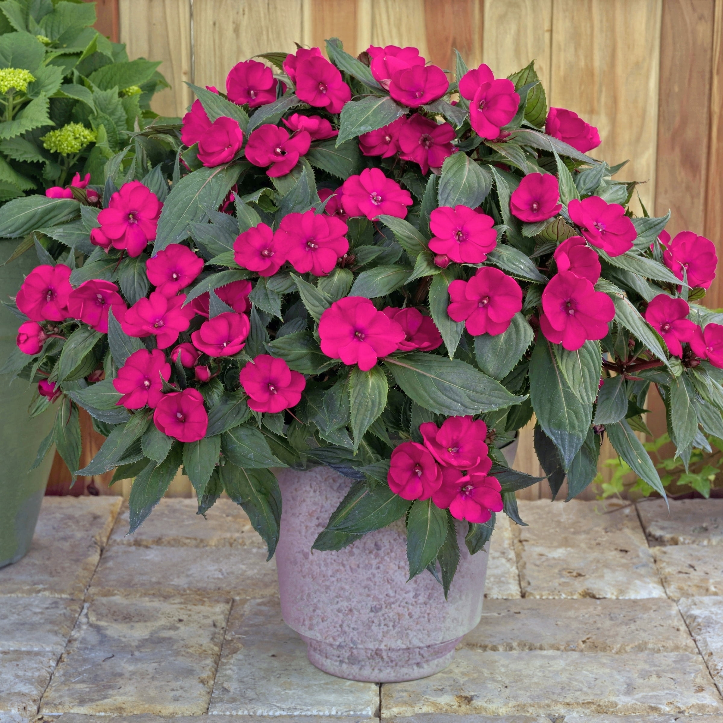 2.5 in. Impatiens Compact Rose Glow SunPatiens Live Annual Plant Full Sun (3-Pack)