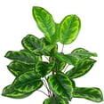 thumbnail image 5 of Northlight Two-Tone Calathea Artificial Potted Plant - 30", 5 of 6