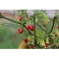 thumbnail image 2 of Pepper Seeds -Hot Chiltepin Pepper -10 Seeds- Wild Chile - Super Hot Spicy Flavor- All Natural - Vegetable Garden Historic Heirloom, 2 of 3