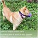 thumbnail image 4 of Bozal de Perro de hocico Corto YONGSHENG bozal de bulldog ajustable negro, 4 of 5