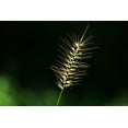 thumbnail image 6 of 25 BOTTLEBRUSH GRASS Ornamental Shade Elymus Hystrix Patula Seeds, 6 of 8