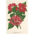 thumbnail image 2 of Charles Antoine Lemaire 17x24 Black Ornate Framed Double Matted Museum Art Print Titled: Weigelia Middendorffiana, Var. Purpurata (1854-1896), 2 of 5