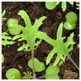 thumbnail image 5 of Everwilde Farms - 1000 Siberian Dwarf Kale Seeds - Gold Vault Jumbo Bulk Seed Packet, 5 of 5