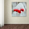 thumbnail image 4 of Trademark Fine Art "Winter Berry Close-Up" Canvas Art by Kurt Shaffer, 4 of 4