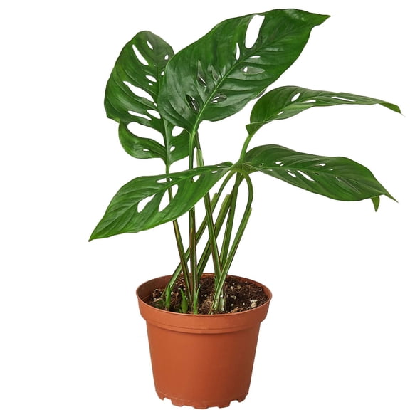 Monstera Adansonii Swiss Cheese Live Plant for Indoor | Different Houseplants in 4'' & 6'' Pot | Real House Plant for Living Room, Office, Desk & Bathroom | Five Holes Plant