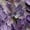 Light Violet, variant on Fashion Clothing Summer Tops Casual Long Sleeve Shirts For Women