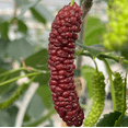 thumbnail image 4 of Live Pakistan Mulberry Tree Black Mulberry Fruit Plant Long Mulberries Plant Morus Macroura Seedlings 4-6"Tall, 4 of 6