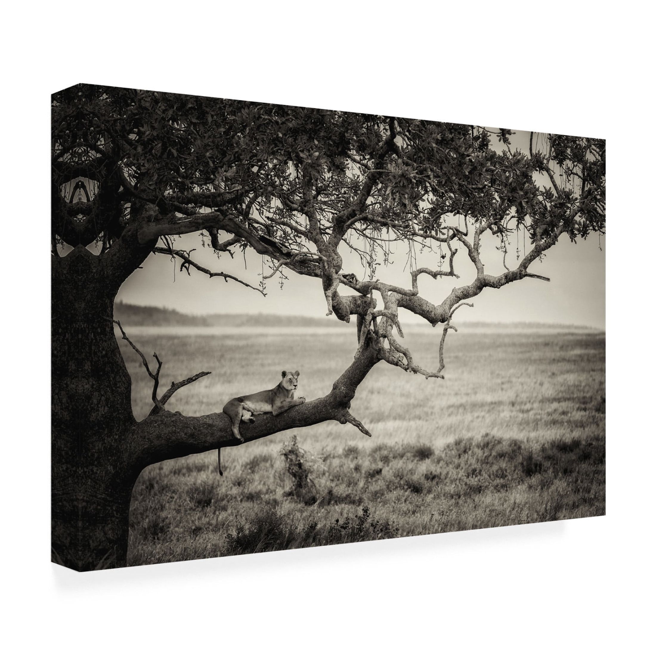 Canvas Wall Art - Mohammed Alnaser 'Queen' Wall Art for Living Room, Bedroom, or Office D?cor by Trademark Fine Art - 47 x 30 Inches