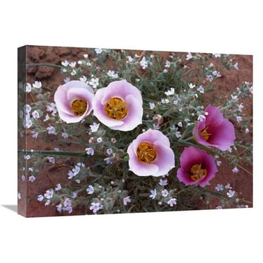 18 x 24 in. Sego Lily Group, State Flower of Utah with Bulbous Edible Root, Canyonlands National Park, Utah Art Print - Tim Fitzharris