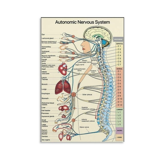 Autonomic Nervous System Poster Spinal Human Body Anatomy Canvas Art Aesthetic And Wall Art Picture Decor Poster