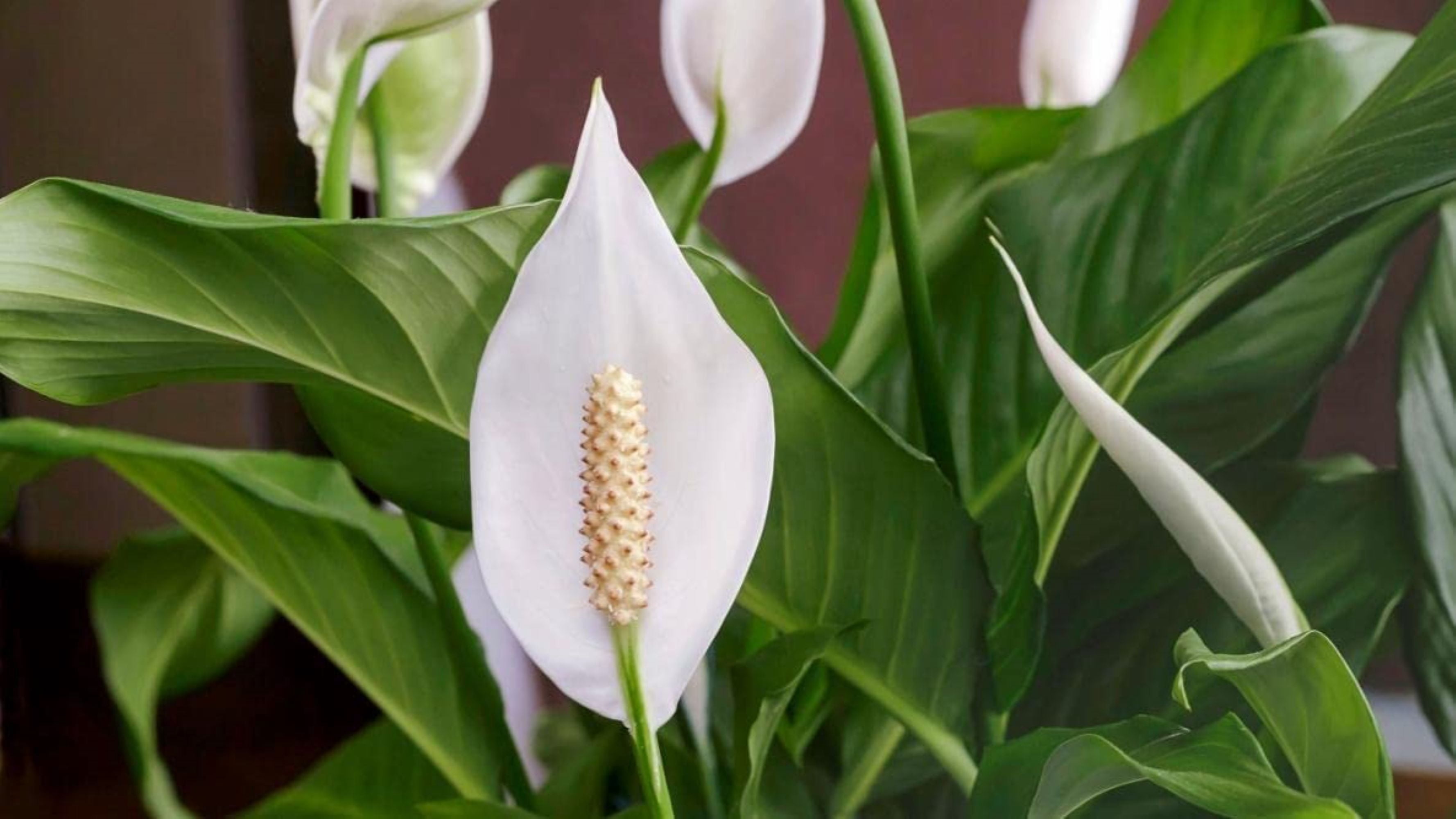 Gardenera's Premium Peace Lily Potting Mix The Perfect Growing Environment for Your Indoor Plants in Planters, Pots, and Containers [10 Quart Bag]