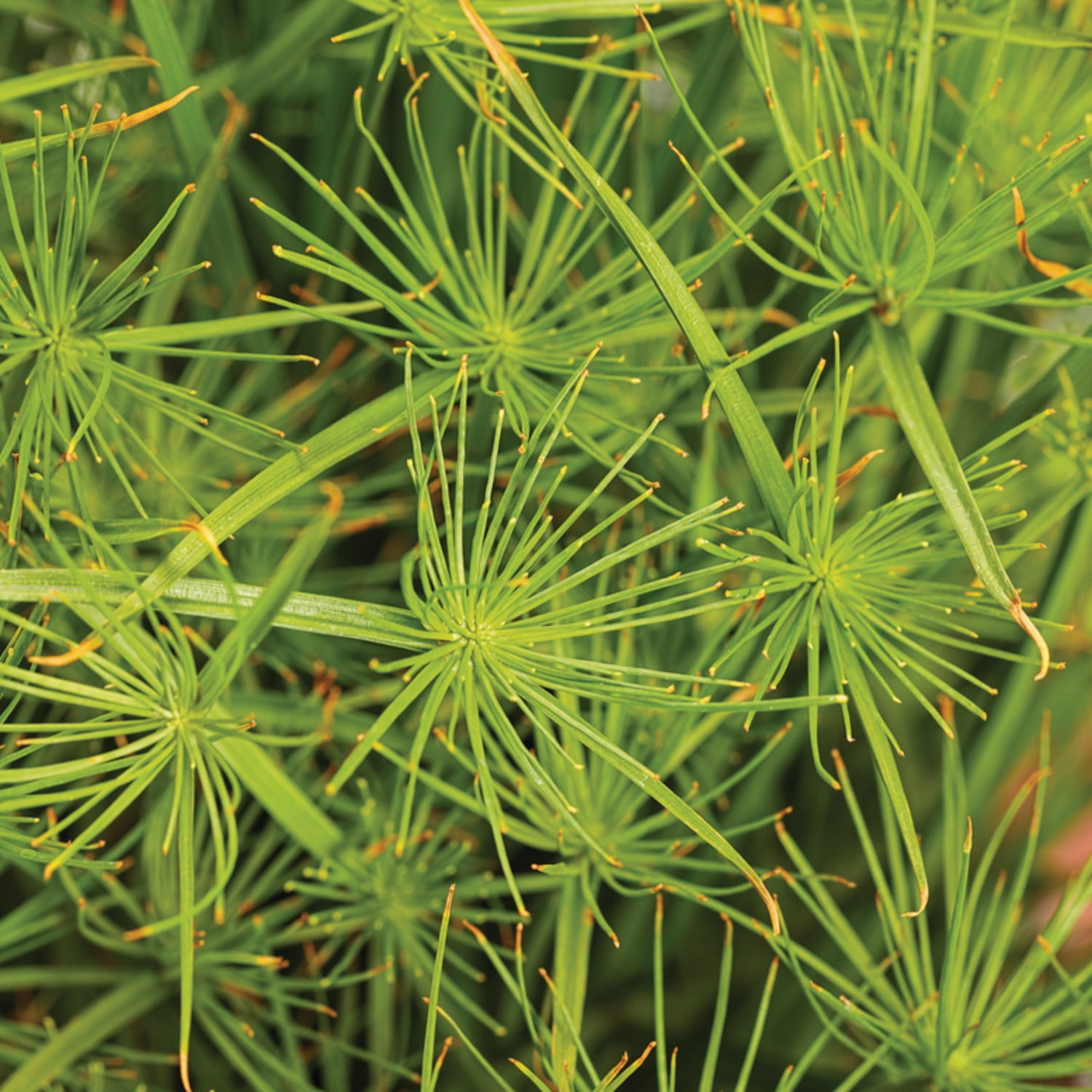 Proven Winners 5" Graceful Grasses Queen Tut Dwarf Papyrus Live Plant in 4.5" Pot (4 Count)