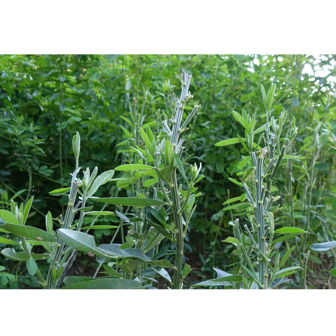 Whitetail Institute Sunn Hemp Food Plot Mix 7 lbs