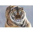 thumbnail image 2 of Zuckerman, Jim 18x13 White Modern Wood Framed Museum Art Print Titled - China, Harbin Siberian tiger in sub-zero weather, 2 of 4