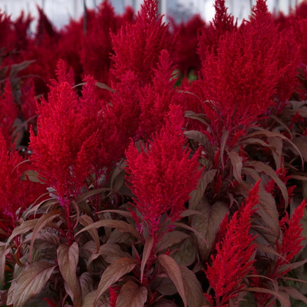 Dragon�s Breath 2.5QT Celosia, Annual Potted, Full Sun