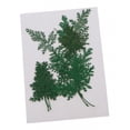 thumbnail image 1 of 12 hojas de artemisia prensadas y secas para manualidades. Teñido de verde, 1 of 7