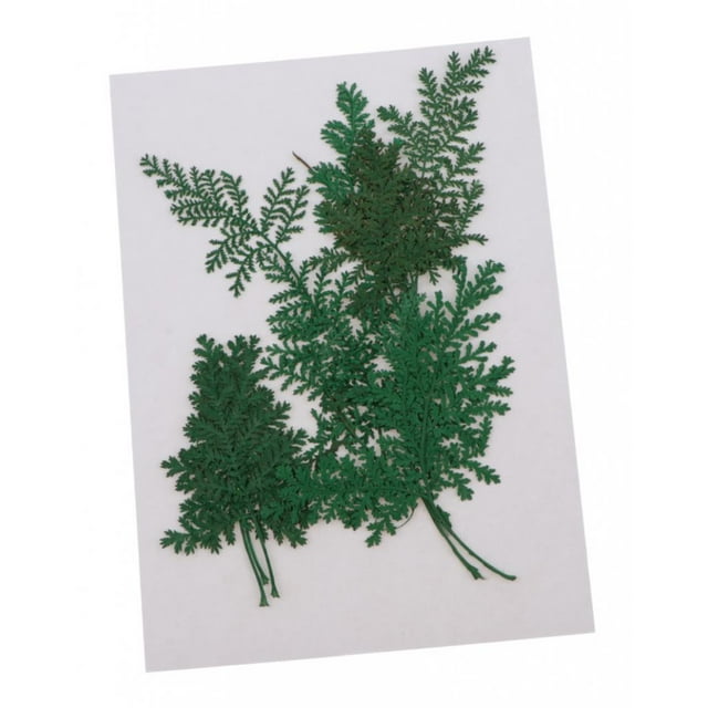 12 hojas de artemisia prensadas y secas para manualidades. Teñido de verde