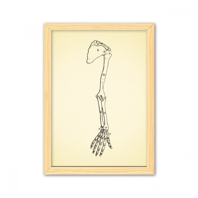 Cuerpo humano boceto mano hueso del brazo Cuadro de madera decorativa marco de casa A4