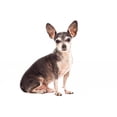 thumbnail image 2 of Closeup Portrait Cute Chihuahua Wall Mural by Wallmonkeys Peel and Stick Graphic (48 in W x 32 in H) WM139899, 2 of 4