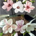 thumbnail image 3 of TABLETREANDS 5Ud Flor Artificial Magnolia De Tela Para Creativa En Casa Y Eventos, 3 of 8