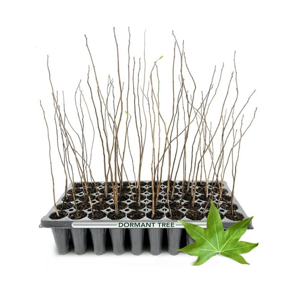 Sweetgum Tree | 10 Live Plants | Liquidambar Styraciflua | Fast-Growing Shade | Vibrant Fall Color Landscaping