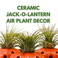 thumbnail image 2 of BubbleBlooms Halloween Ceramic Pumpkin Jack-o-Lantern Air Plant Holder Resin Art Sculpture Hand Made, 2 of 9
