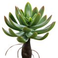 thumbnail image 1 of Coofit Mini Artificial Succulent DIY - Faux Succulent Plant Plastic Greenery Decoration, 1 of 3