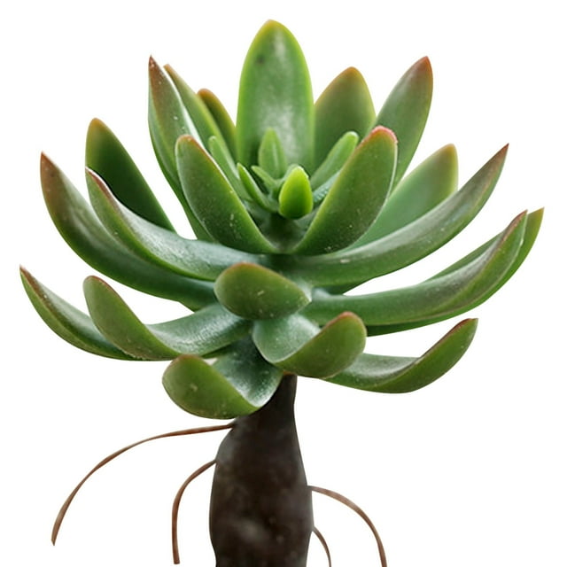 Coofit Mini Artificial Succulent DIY - Faux Succulent Plant Plastic Greenery Decoration