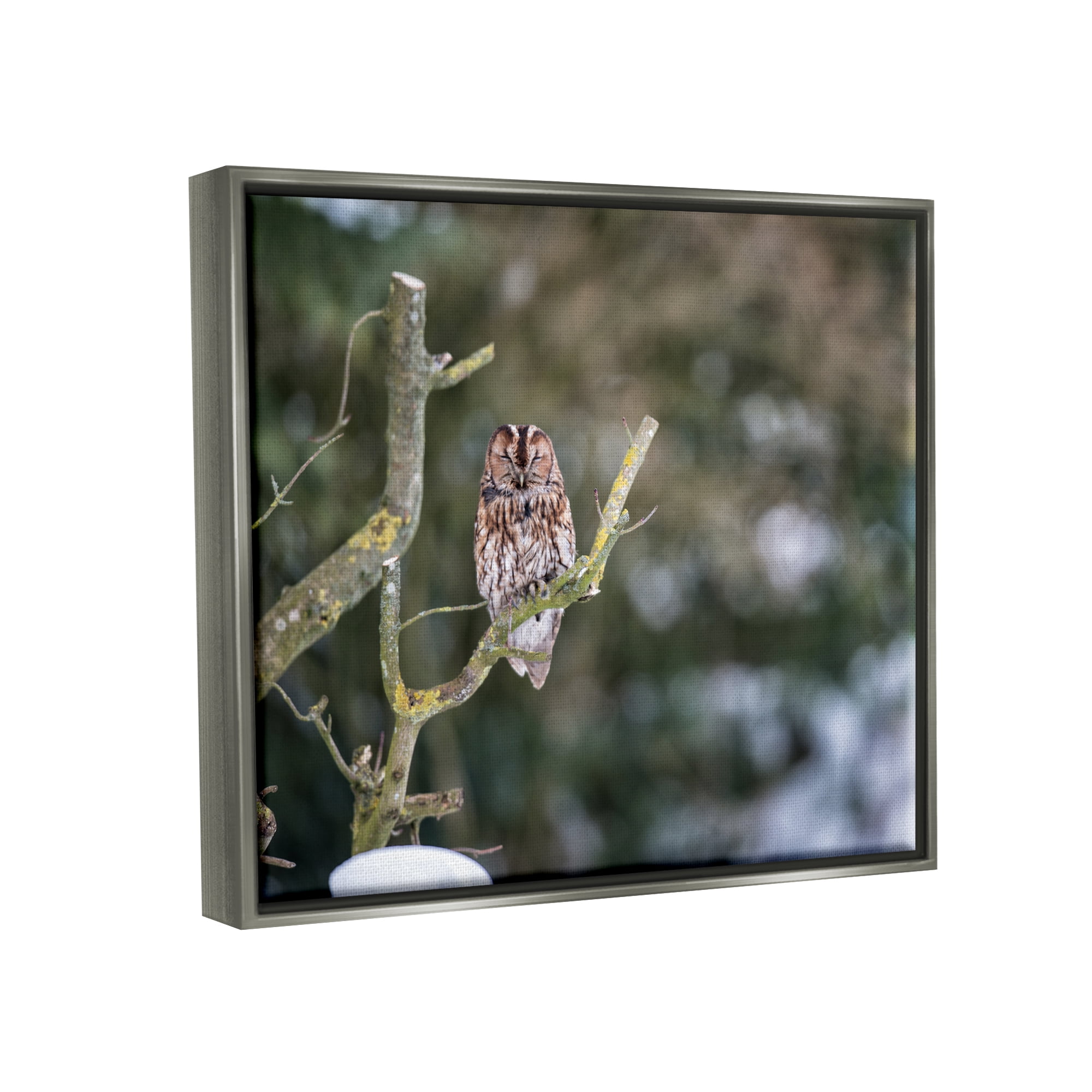 Stupell Industries Sleepy Owl Perched Snow Covered Nature Landscape Photograph Luster Gray Floating Framed Canvas Print Wall Art, Design by James Dobson