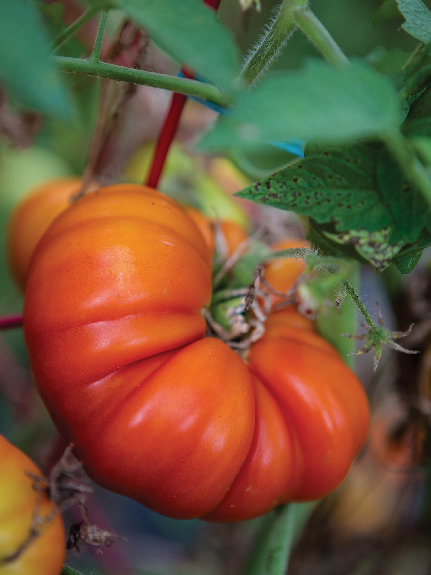 Burpee Tomande Hybrid Tomato Annual Vegetable Seed, 1-Pack, Full Sun