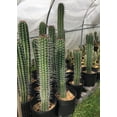 thumbnail image 3 of Pachycereus pecten-aboriginum, 3 of 5