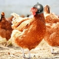 thumbnail image 3 of 10PCS Pet Chicken Hat Hens Hat Chicken Hat Pet Safety Hat for Chicken Black y20307, 3 of 6