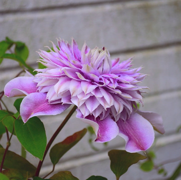 Peel-n-Stick Poster of Double Flower Clematis Josephine ...