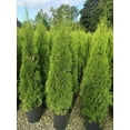 thumbnail image 3 of Emerald Cedar, 3 of 4