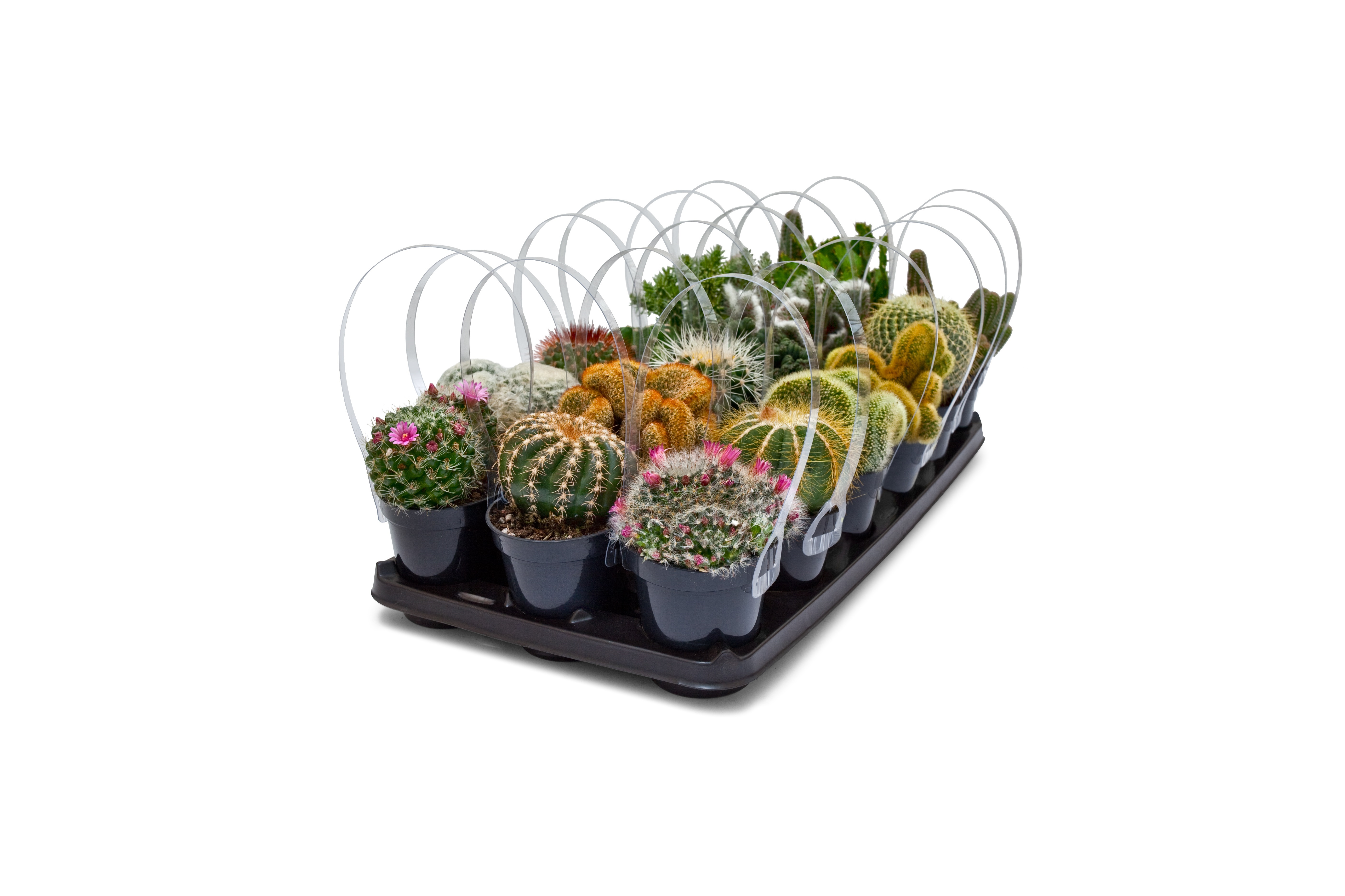 Element 4in Live Cacti Plants Assorted Varieties