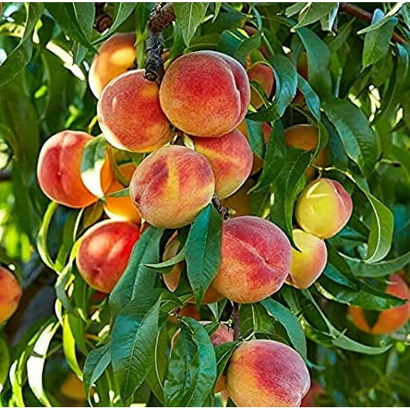CZ Grain 4 Peach Plant Seed, Easy to Grow