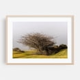 thumbnail image 2 of Leafless Shrub in Foggy Field - Covadonga Spain Photography Nature Landscape Wilderness Foggy Countryside Pastoral Scenic Unframed Wall Art Print 5 x 7 inches, 2 of 7