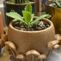 Mother of Thousands, Kalanchoe Succulent, Small Plant in 2” Pot