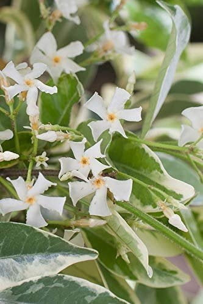Confederate Jasmine Variegated - 3 Live Plants - Trachelospermum Jasminoides Variegatum - Fragrant Blooming Evergreen Vine