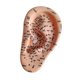 thumbnail image 4 of Accesorios de acupuntura para oído humano, herramienta profesional para práctica de masajes para demostración Izquierda, 4 of 9