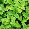 thumbnail image 4 of Bonnie Plants Spearmint Live Plants, 4 of 10