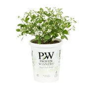 Proven Winners 1.56PT White Euphorbia Live Plants with Grower Pot