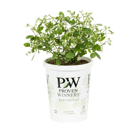 Proven Winners 1.56PT White Euphorbia Live Plants with Grower Pot