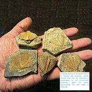 Bling Bling Us 3 Pcs Real Trilobite Fossil Specimen